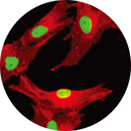 Stem Cells