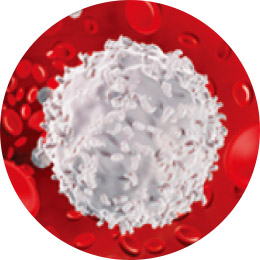 White Blood Cells